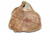 Fossil Plesiosaur (Thililua?) Cervical Vertebra - Asfla, Morocco #354414-2